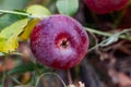 Red late apples on the branches and fallen in the grass. Juicy colorful fruit fruits in autumn among greenery