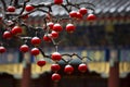 Red latterns on branches, Chinese new year, lattern festival Royalty Free Stock Photo