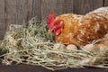 hen hatching eggs in nest of straw inside a wooden chicken coop Royalty Free Stock Photo