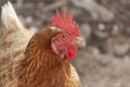Red laying hen Royalty Free Stock Photo