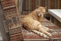 Red lazy cat with sleepy eyes lying on bench of Tel-Aviv cafeteria