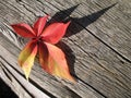 Red leaf