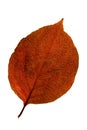 Red leaf