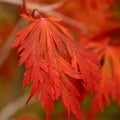Red leaf Royalty Free Stock Photo