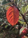 Red leaf, alone among other green leaves