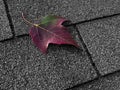 Red leaf on asphalt shingles Royalty Free Stock Photo