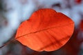Red leaf autumn blurred colorful background. Minimalism conceptual weather background