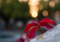 Red leaf at autumn at sunset. Beauty nature scene. Autumn landscape, Trees and Leaves, foggy forest in Sunlight Rays