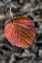 Red leaf background in autumn fall colour