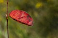 Red leaf background in autumn fall colour
