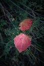 Red leaf on a background of green leaves. Leaf fall season background Royalty Free Stock Photo