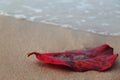 Red leaf on the beach