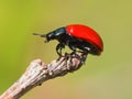 Red leaf beetle Royalty Free Stock Photo