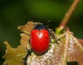 Red leaf beetle Royalty Free Stock Photo