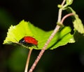 Red leaf beetle Royalty Free Stock Photo