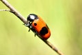 Beetle Clytra laeviuscula, red with black spots. Royalty Free Stock Photo