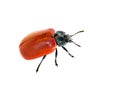 Red leaf beetle Royalty Free Stock Photo