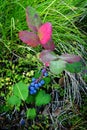 Red Leaf Blue Berries Green Grass Harvest Autumn Fall Royalty Free Stock Photo