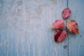 a red leaf on a blue wall with water droplets on it Royalty Free Stock Photo