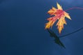 Red leaf on blue water Royalty Free Stock Photo