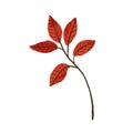 Red-leaf branch. Autumn twig with leaves. Decorative fall foliage plant. Autumnal design element for decoration. Flat