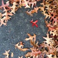 Red leaf among brown autumn leaves in fall Royalty Free Stock Photo