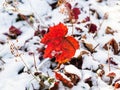 Red leaf close up on snowy lawn in autumn Royalty Free Stock Photo