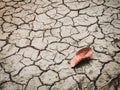 Red leaf on cracked dry soil of a barren land Royalty Free Stock Photo