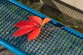 Red leaf of creeping wild parthenocissus on a metal bench. Colorful purple-yellow five-leafed parthenociss in autumn
