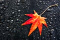 Red Leaf and Drops