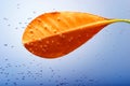Red leaf with drops in blue water Royalty Free Stock Photo