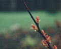 branch red leaf drops garden rain green background