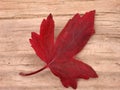Red Leaf Fall Royalty Free Stock Photo