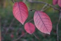 Red leaf in fall Royalty Free Stock Photo