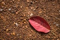 Red leaf fall on the ground Royalty Free Stock Photo