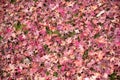 Red leaf fall ground Royalty Free Stock Photo