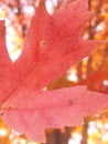 Red leaf fall maple tree Royalty Free Stock Photo