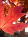 Red leaf fall maple tree Royalty Free Stock Photo