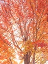 Red leaf fall maple tree Royalty Free Stock Photo