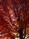 Red leaf fall maple tree Royalty Free Stock Photo