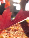 Red leaf fall maple tree Royalty Free Stock Photo