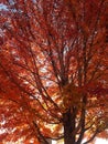 Red leaf fall maple tree Royalty Free Stock Photo