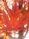 Red leaf fall maple tree Royalty Free Stock Photo