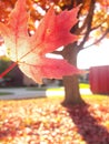 Red leaf fall maple tree Royalty Free Stock Photo