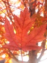 Red leaf fall maple tree Royalty Free Stock Photo