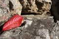 Red leaf fall on the rock. Royalty Free Stock Photo