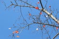 Red leaf fall and sky Royalty Free Stock Photo