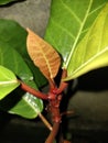 Red Leaf of Ficus Fistulosa & x28;Dongko& x29;