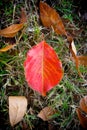 Red Leaf in Field Royalty Free Stock Photo