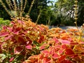 Red leaf flowers